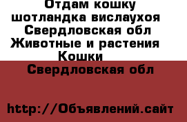 Отдам кошку шотландка вислаухоя - Свердловская обл. Животные и растения » Кошки   . Свердловская обл.